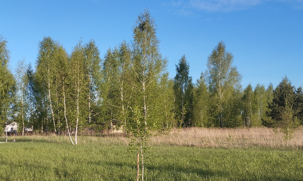 Участок земли в Жёлтых Песках. Фото из личного архива.