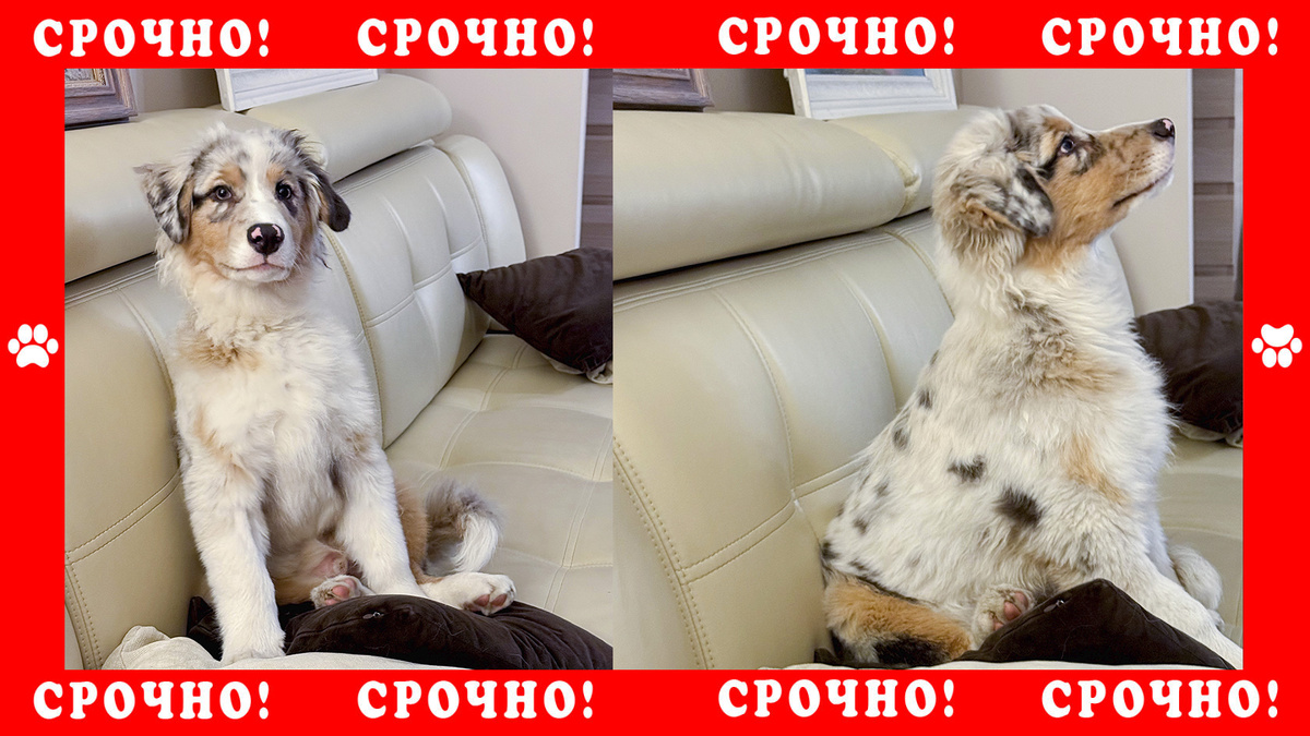 Австралийская овчарка | Аусси пропала в Можайском районе