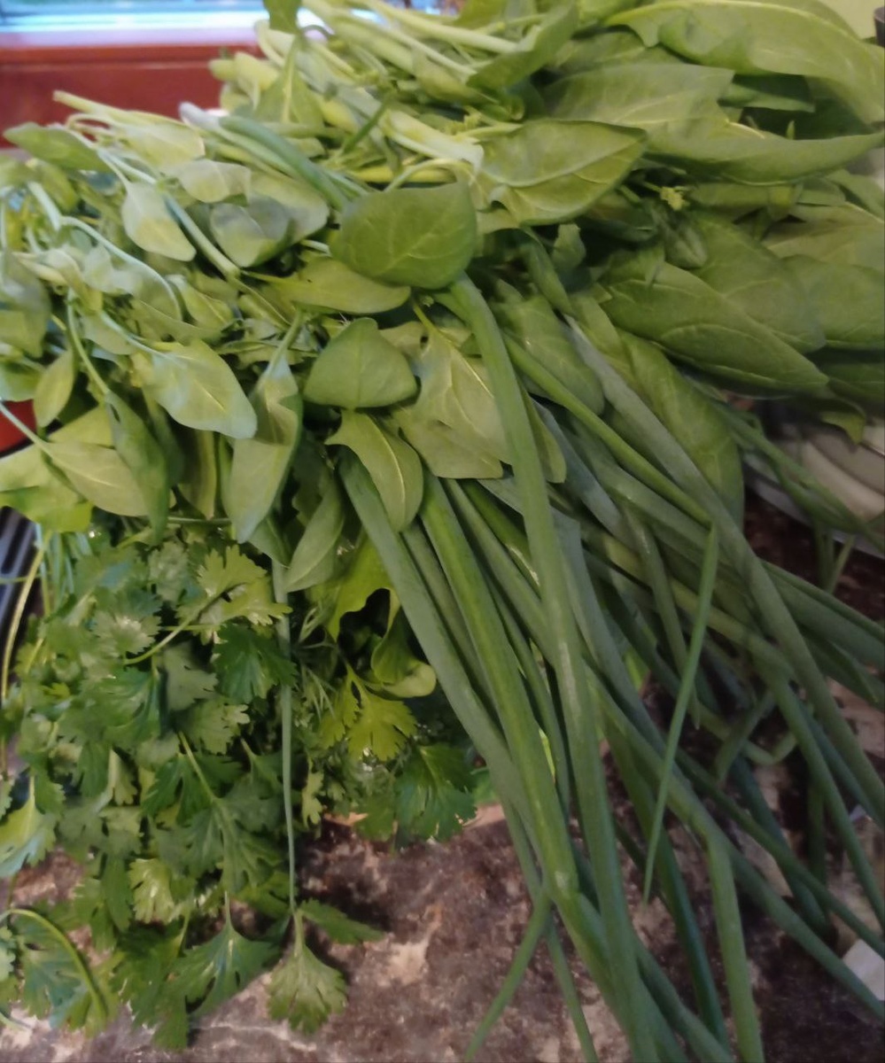 Фотки чеснока у меня нет, я подкармливала его прямо перед самым отъездом, но пост без фото мне как-то не нравится.... Поэтому - ворох зелени. Мы всё ещё доедаем первую партию ))