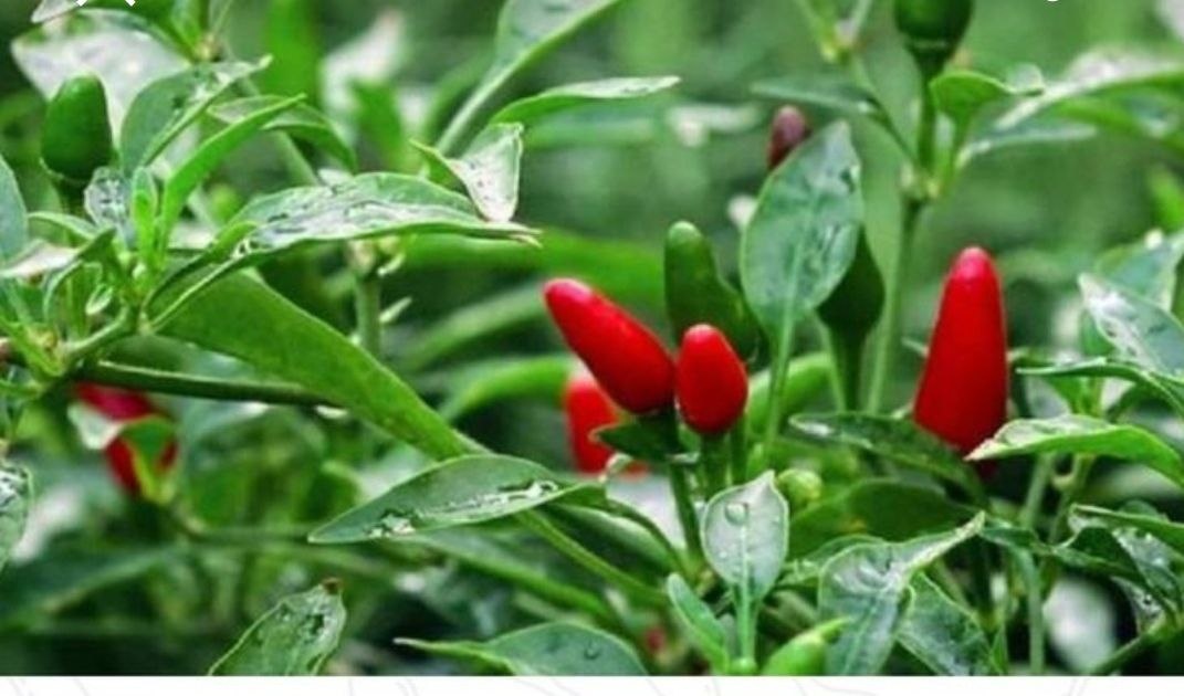 Острый перец Пири-пири