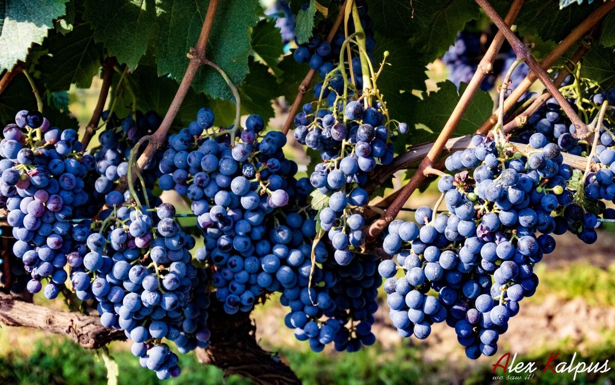 Сорт Александроули. Рача. Грузия.