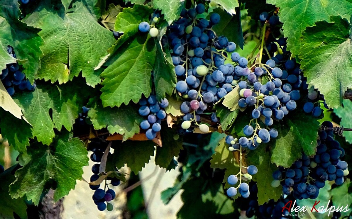 Сорт винограда Муджуретули. Рача. Грузия.