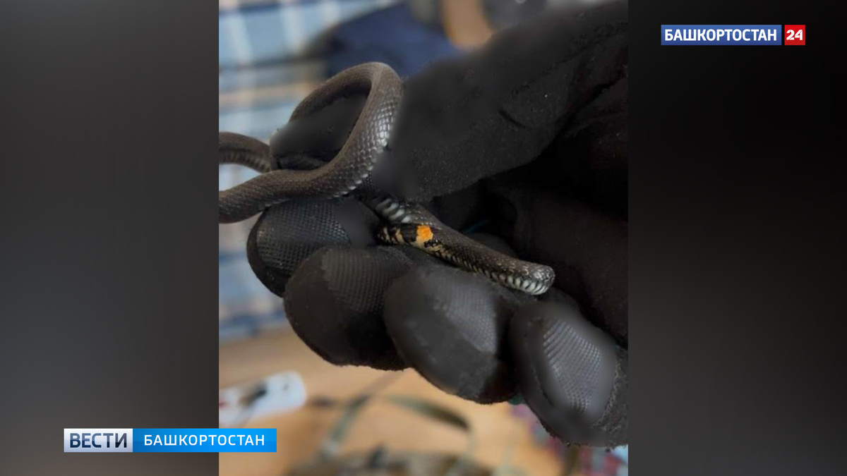     Змея в уфимской квартире: в Сипайлово спасатели пришли на помощь мужчине