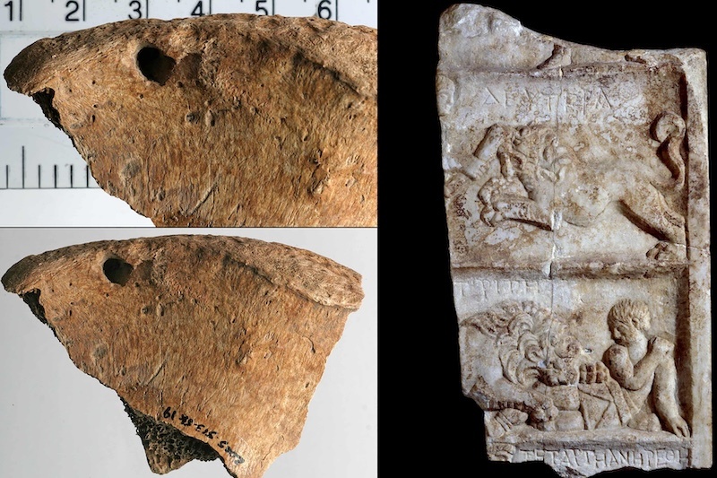 Фрагменты костей со следами укусов льва рядом с римским рельефом, изображающим гладиатора, сражающегося со львом.