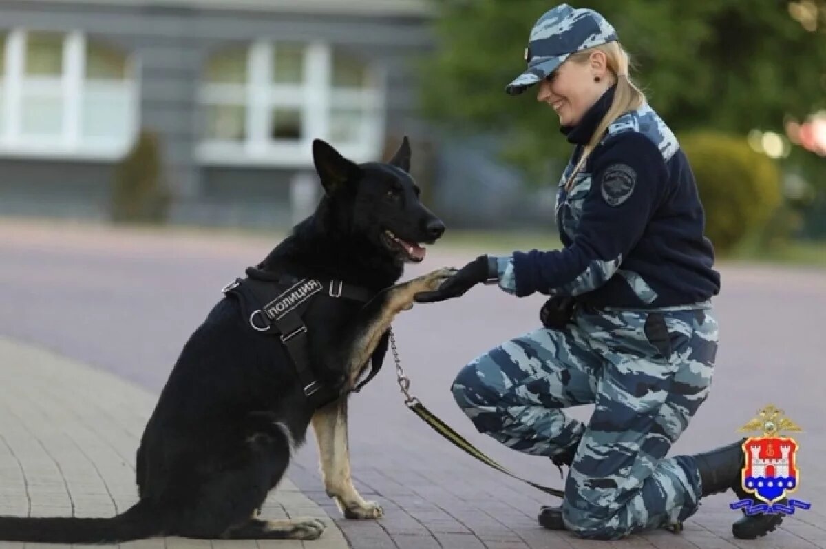    Кинолог и собака отыскали заблудившегося в лесу пенсионера
