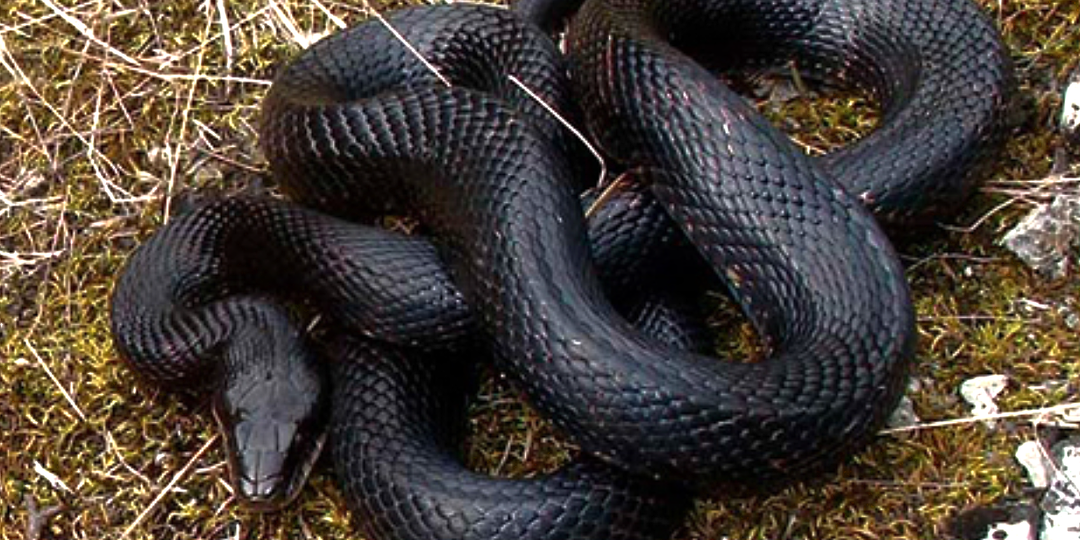 Что за чёрная змея обитает в подмосковных лесах?