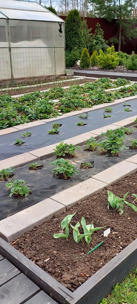 Земляничная плантация