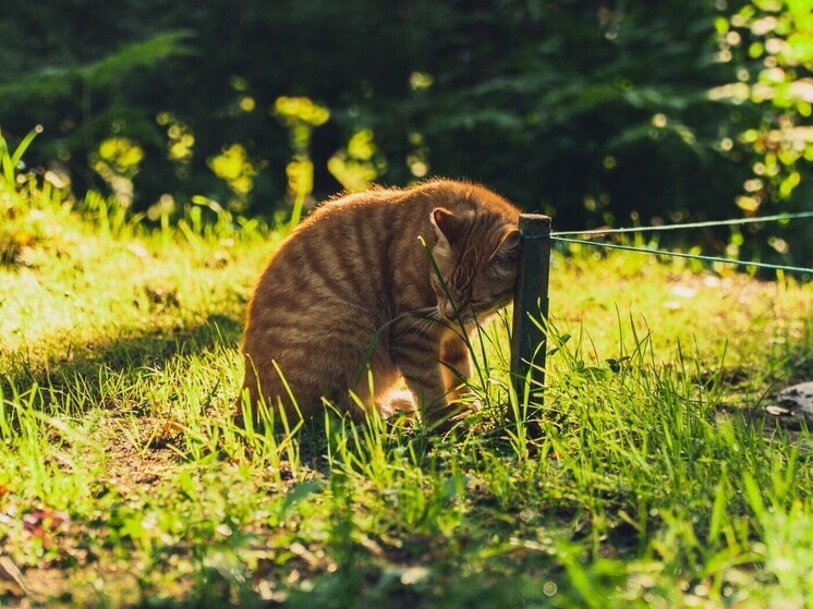     В период активных теплых деньков важно помнить о защите от солнца. Фото: Архив МК в Великом Новгороде
