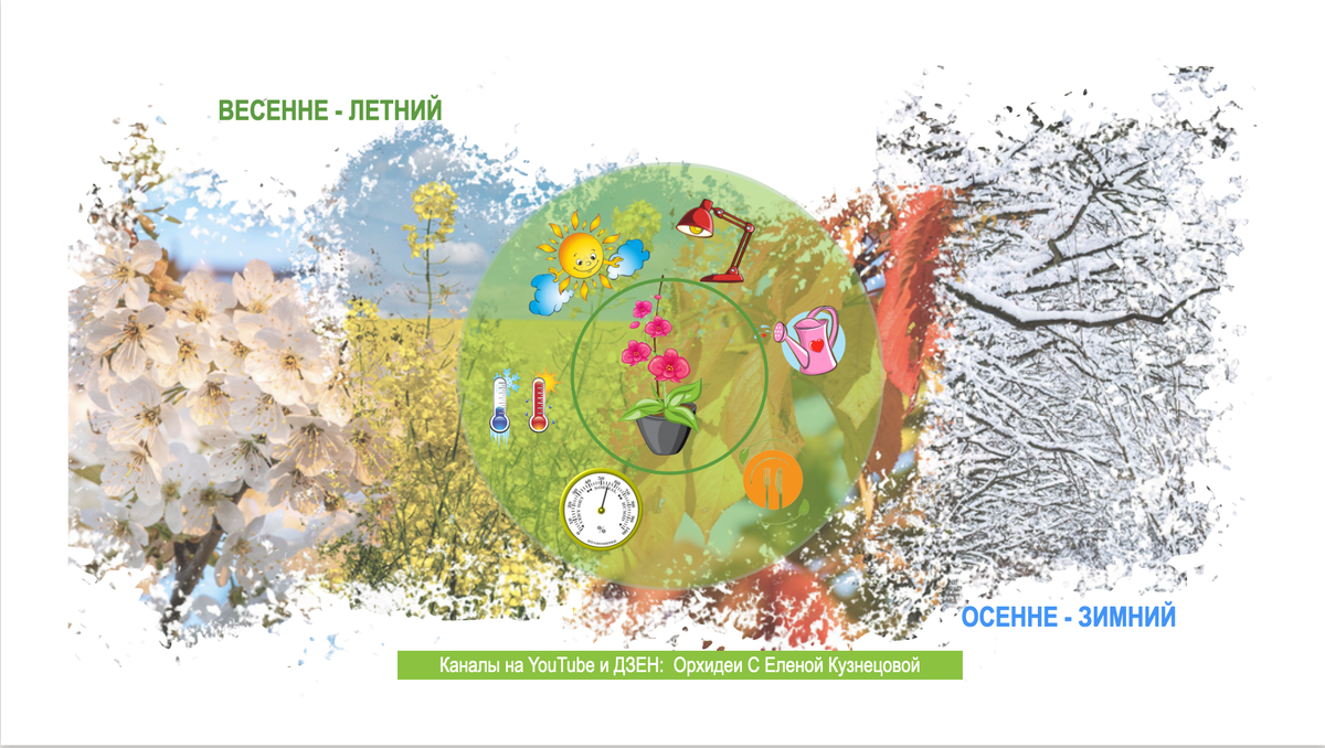 Базовй уход за домашними орхидеями существенно отличается по сезонам