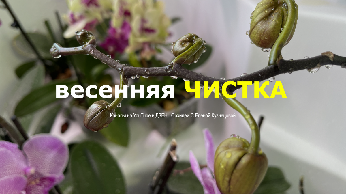 Я чищу все здоровые орхидеи: цветущие и НЕ цветущие