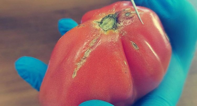    17 тонн томатов из Казахстана с опасным вирусом выявили специалисты