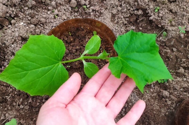 6 главных ошибок при высадке рассады огурцов – не погубите свой урожай!