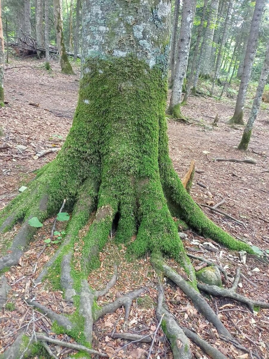 Материнское дерево