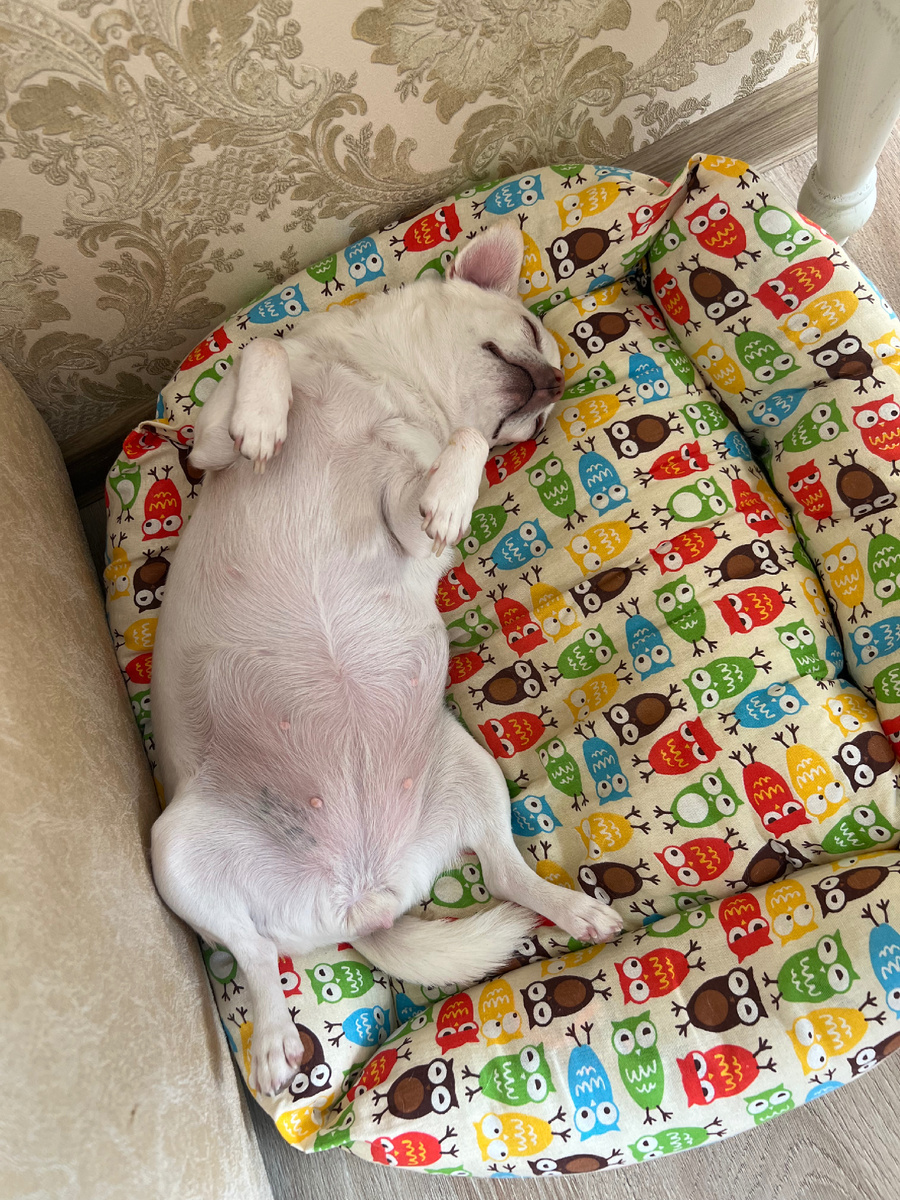 После вкусного обеда, полагается поспать.  