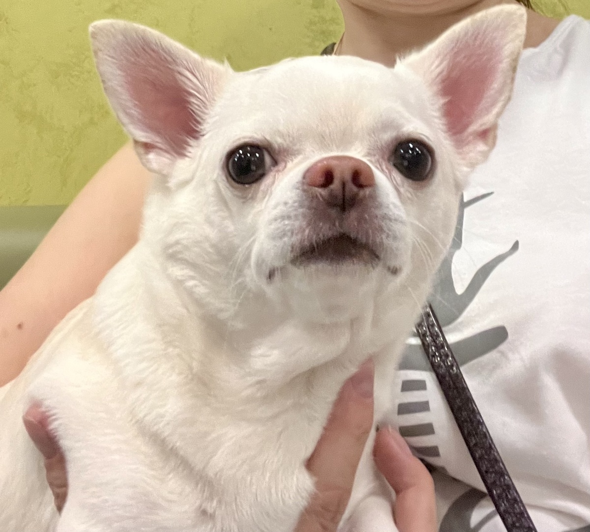 Бусинка в клинике 