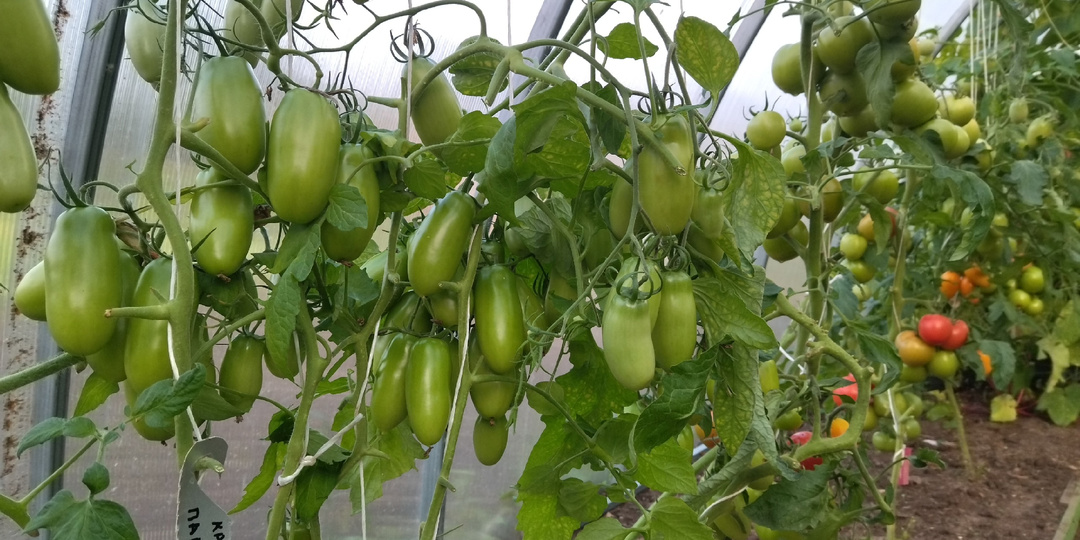 Томаты станут стремительно завязываться в жару и зреть на 2-3 недели раньше – благодаря стимуляторам