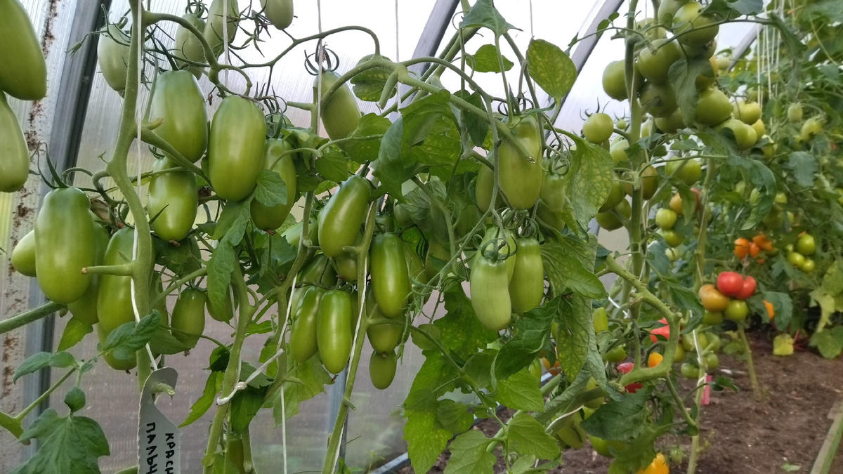 Без стимуляторов, но тоже неплохо. 2024 год, Фото автора