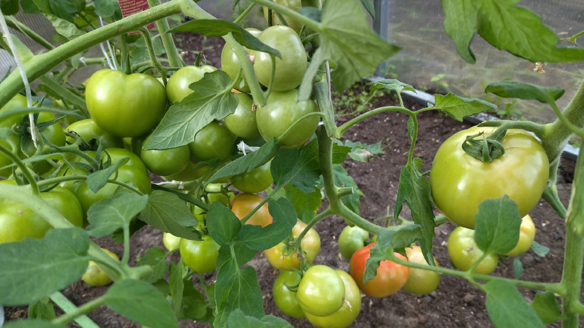 Томаты. Фото автора