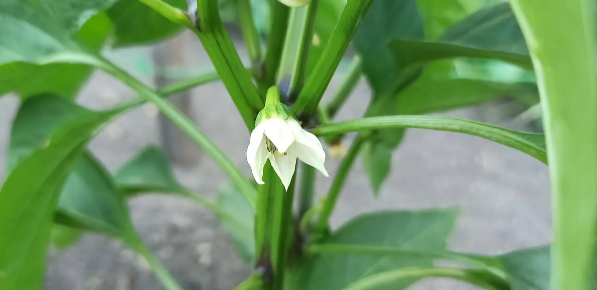 коронный цветок