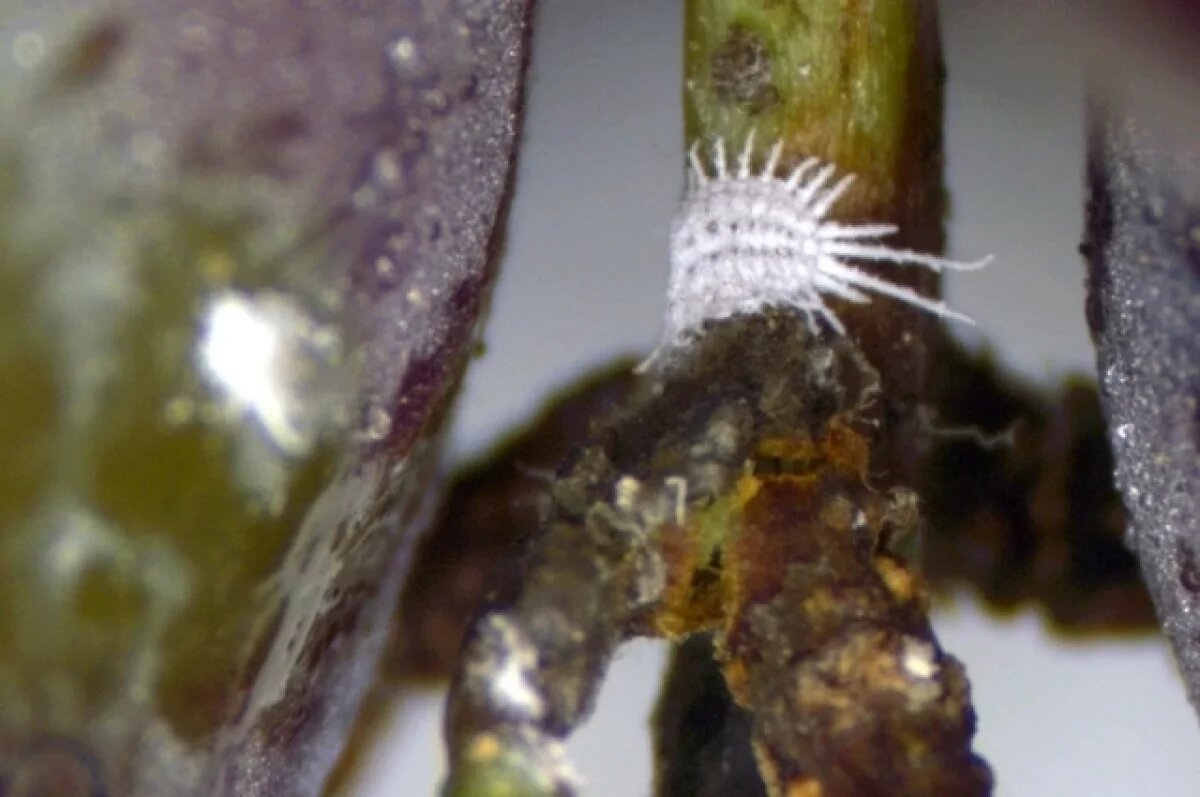    Привезенный в Красноярск из Азии виноград оказался заражен вредителем