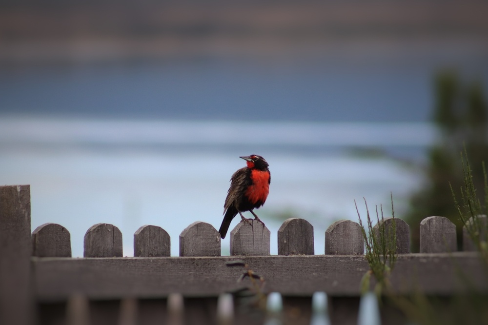Фото: CLAUDIA ALVARADO VASQUEZ / Shutterstock