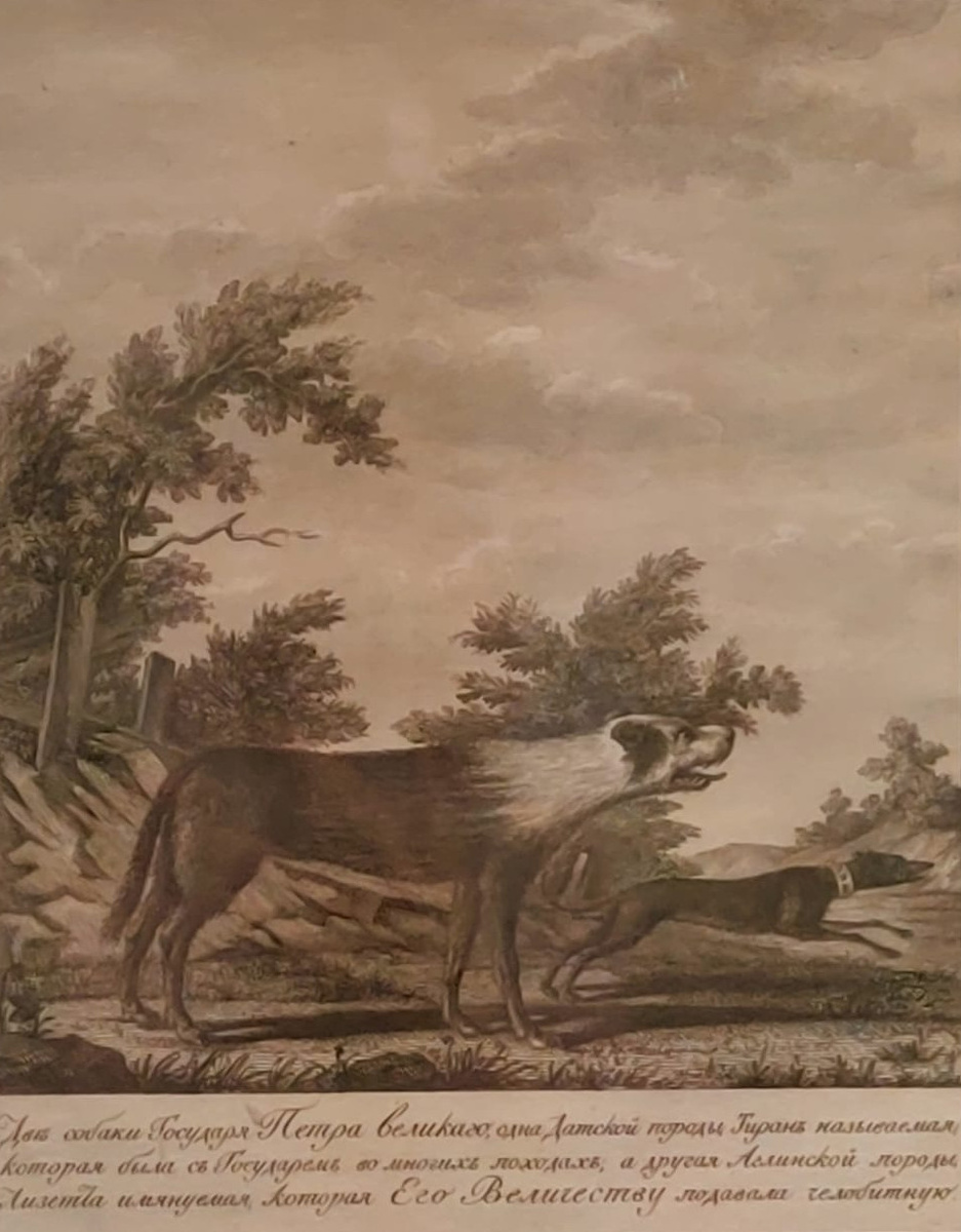 Клаубер И.-С. (мастерская). С рис. Мейера 1799. Две собаки Петра I, Тиран и Лизетта. 1800.
Б., картон, офорт, резец. Звенигородский государственный музей-заповедник. Источник: academia.rah.ru