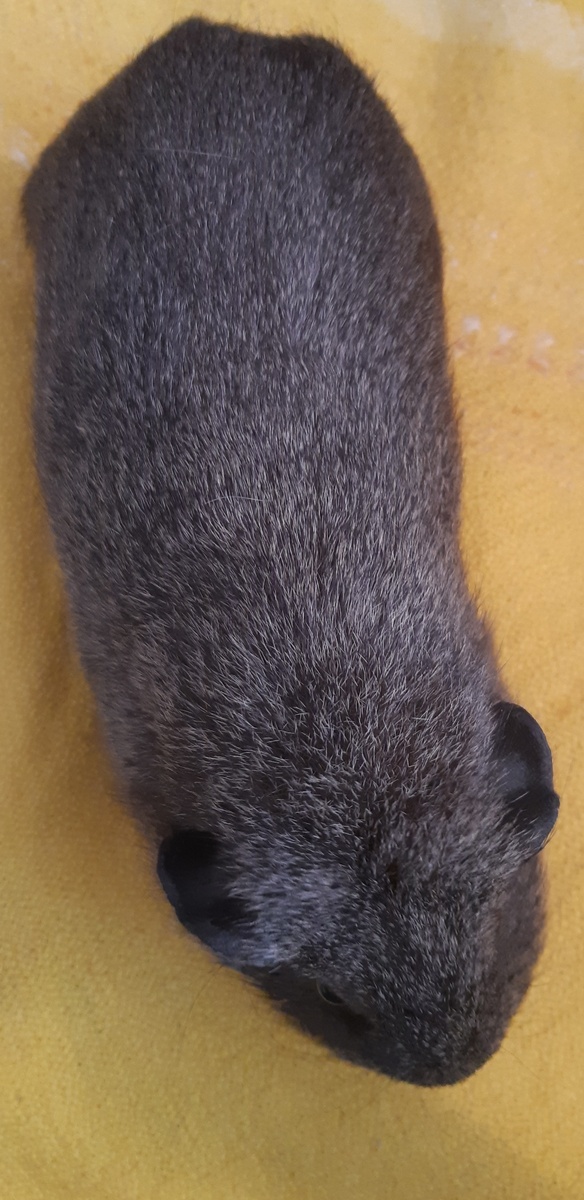 Коричнево-серый цвет агути хорошо маскирует в природных условиях.Его ещё называют волчий окрас.