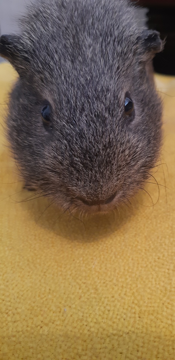 Это я от Кити носился, вот и мозоль, а так я молод душой!