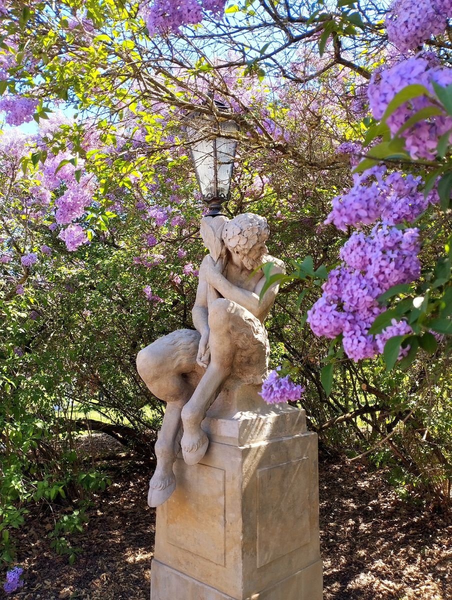 Цветет сирень в парке Королевские Лазенки . Варшава . Май. Фото автора .