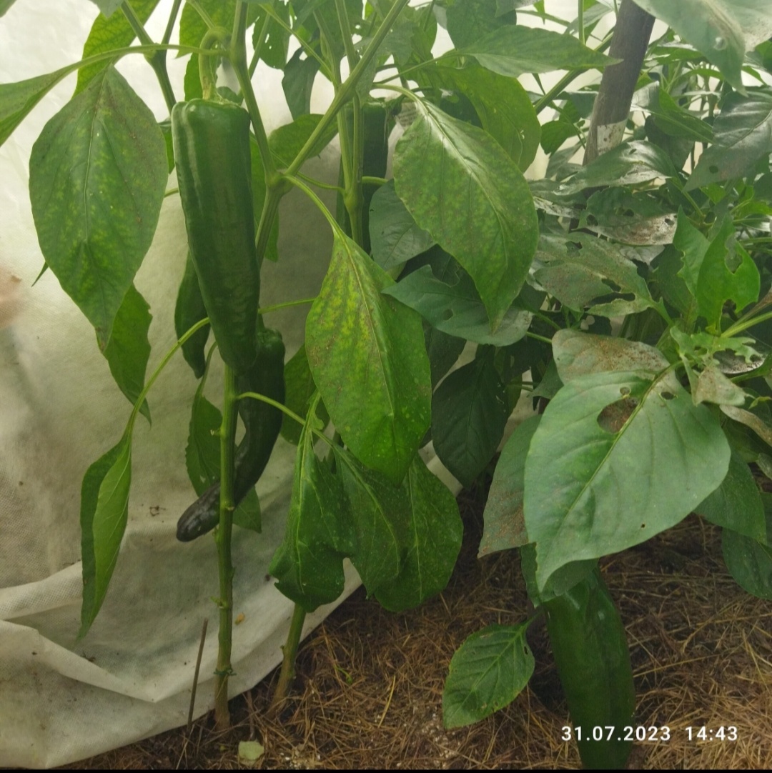 Дата фото 31 июля 2023 год