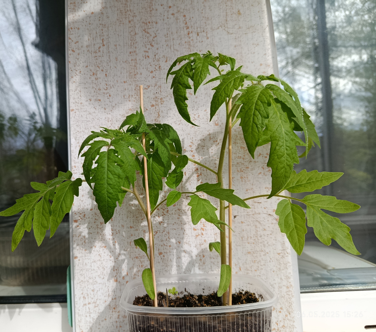 Чёрное сердце Бреда, всходы  5 апреля. Возраст рассады ровно 30 дней. Дата фото 5 мая.