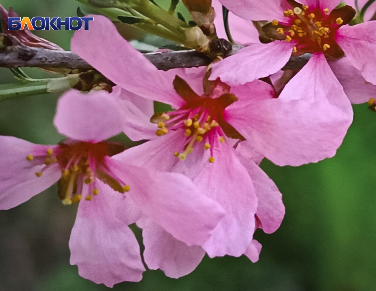 Фото: Блокнот Донецк