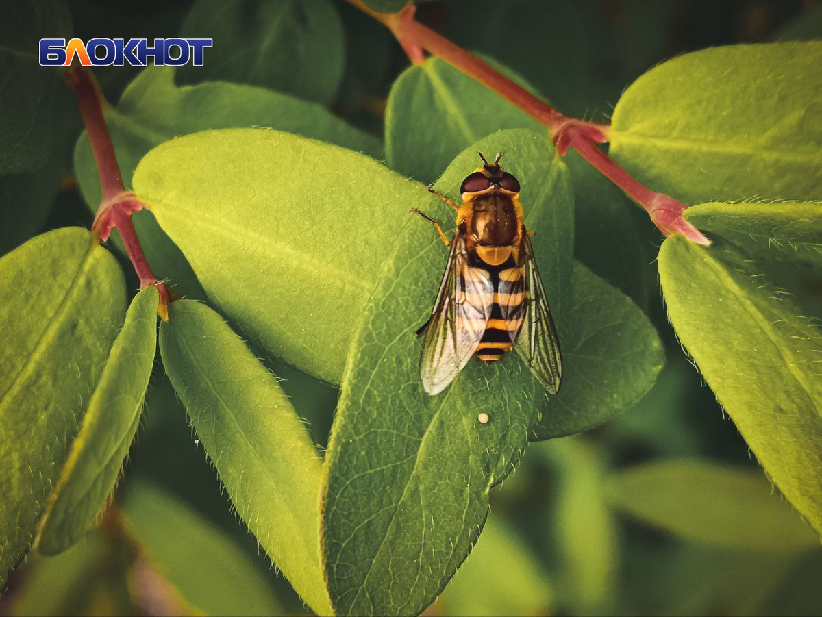 Фото: Блокнот Донецк