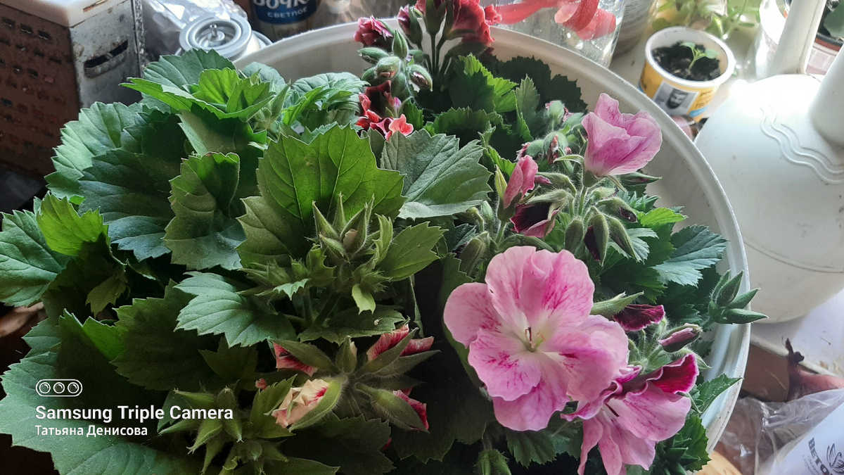 Королевские пеларгонии. Фото автора. 