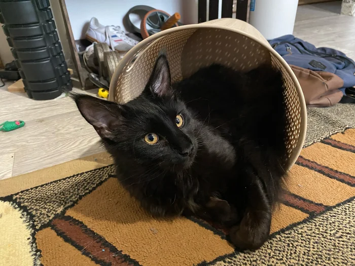 Черный мейн-кун!