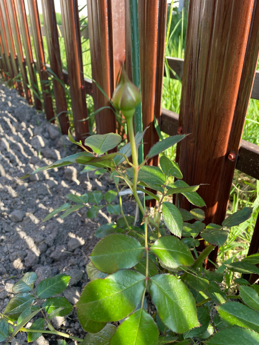 Фото автора: небольшой спойлер уже посаженная Роза 