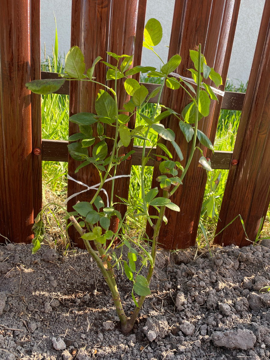 Фото автора: посаженная Роза и даже подвязана для формирования