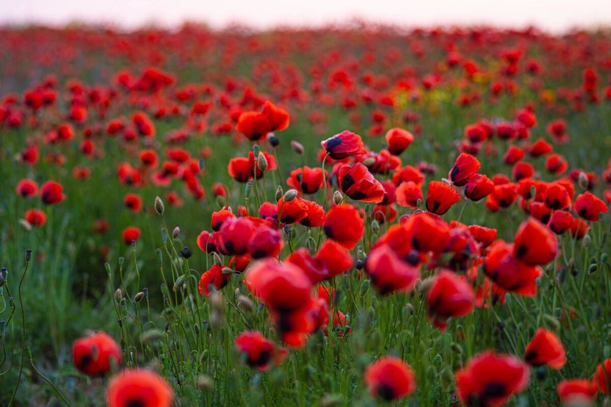 Фото: Лилии Филоненко