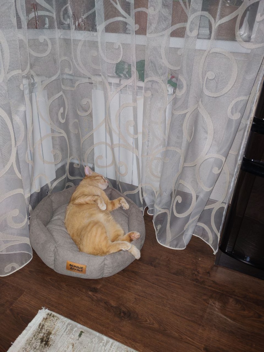 Рыжик - знатный красавчик