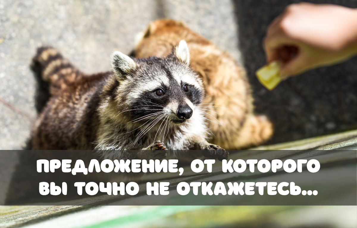 Фото: Tanya_Terekhina / Shutterstock