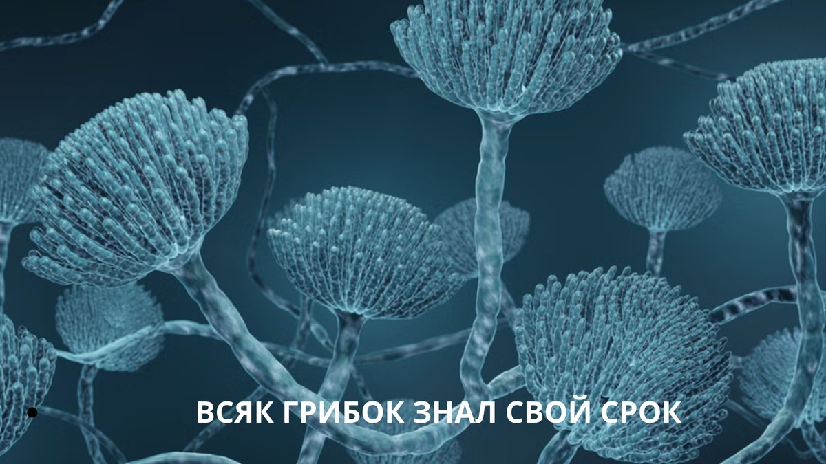 Плесень Aspergillus может вызывать заболевания легких. Изображение: Getty