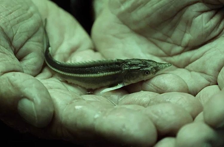    От австралийских раков к осетрам развивается аквакультура в Астраханской области