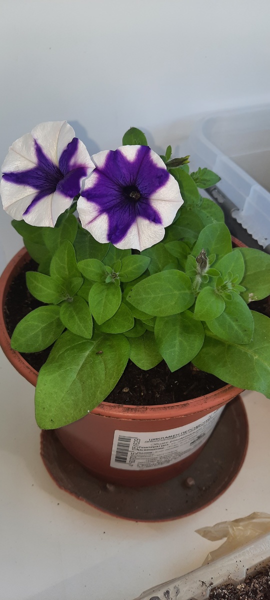 .. а выросла такая 😁