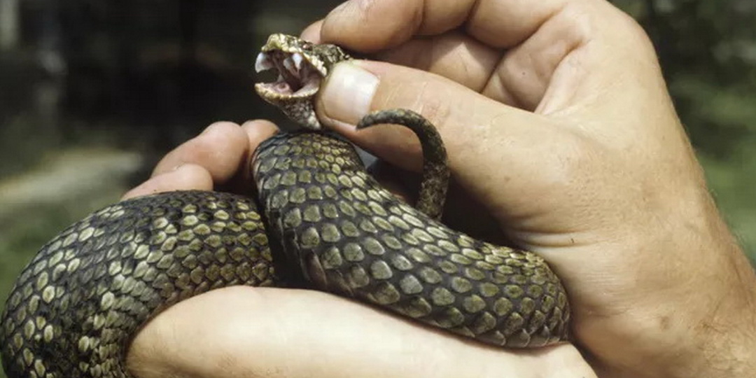Леса под Москвой кишат гадюками. Что можно и нельзя делать при укусе ядовитой змеи