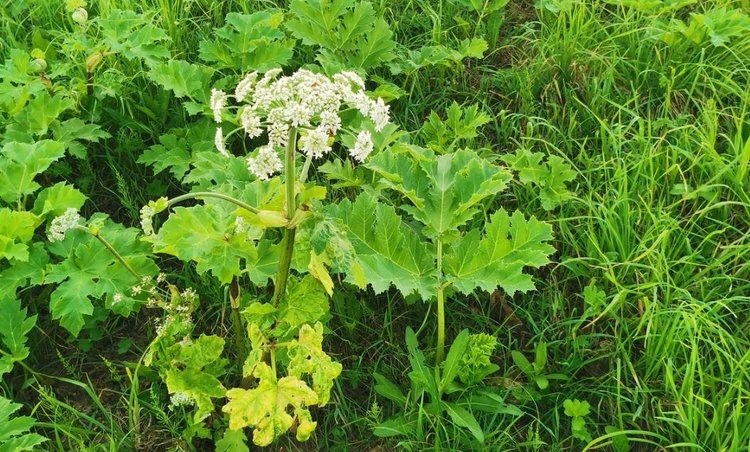    В Подмосковье в мае заработала круглосуточная горячая линия по борщевику Сосновского