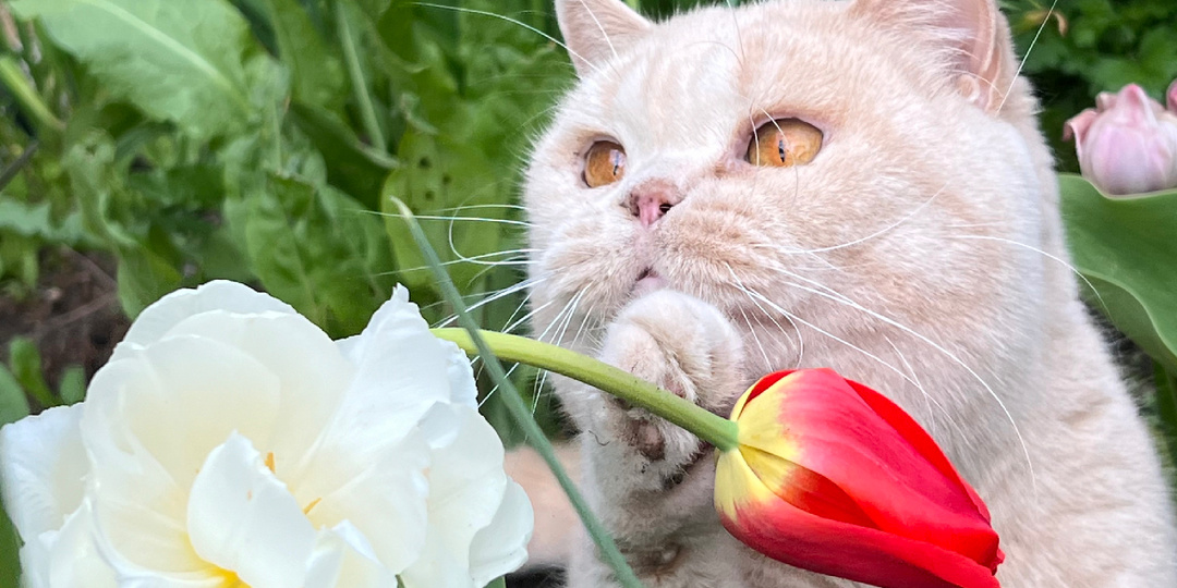 Признаки отравления ароматическими маслами у кошек.