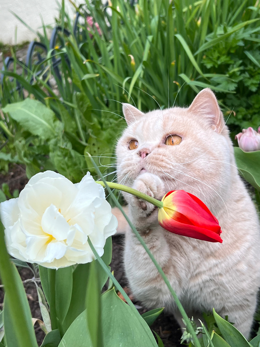 Большинство масел опасны для кошек 