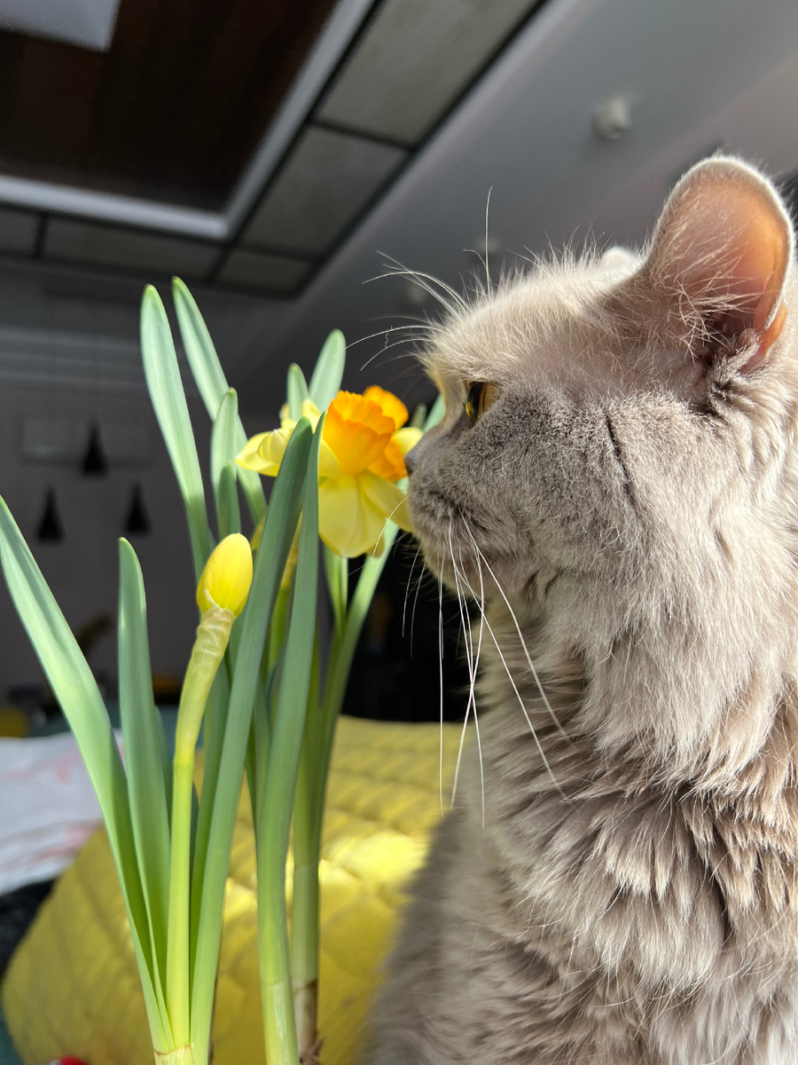 Питомец может слизать ароматическое масло с шерсти , вдохнуть его и при этом получить отравление 