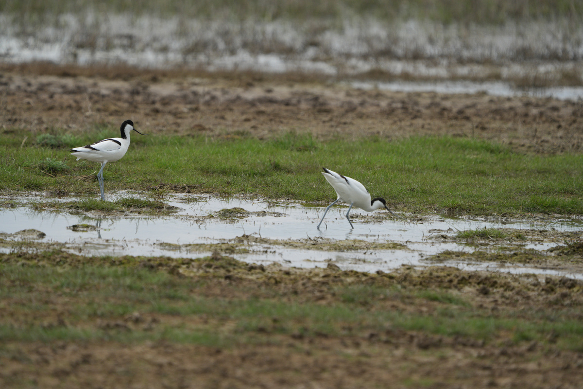 Краснокнижный кулик – шилоклювка на оз. Маныч-Гудило. Здесь и далее фото моего мужа