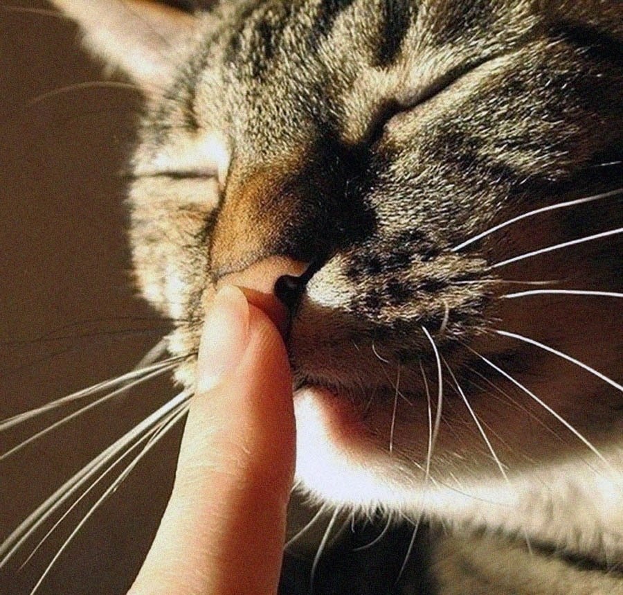 Картинки Яндекс